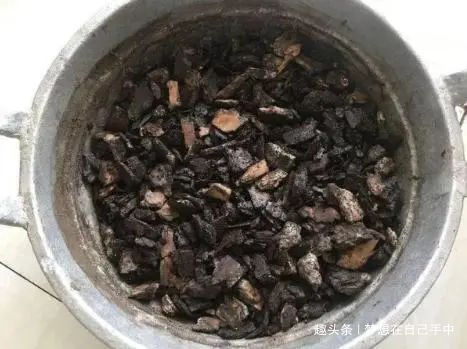 换盆|君子兰换盆,多做“这1步”,15天恢复生长,比往年花量多得多