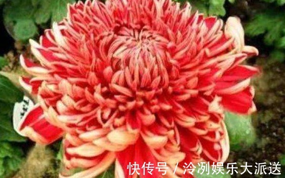 喜欢养菊就选“徐妃醉妆”,花姿优美,娇艳欲滴,观赏性价值极高