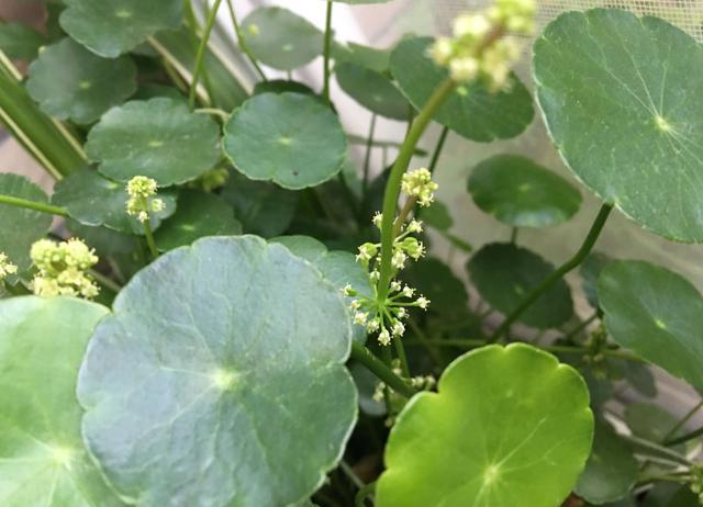 铜钱草开花了,剪掉还是留下“1步”让它叶片绿多又大长爆盆