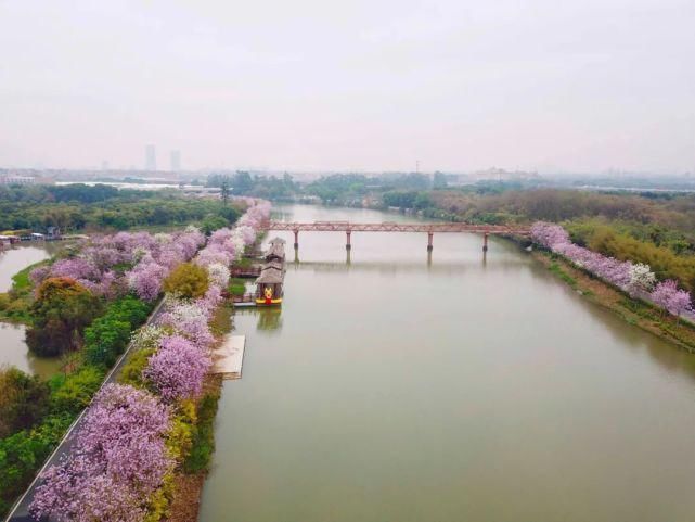 美哭啦！海珠湿地一河两岸花千树