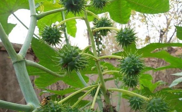 蓖麻油|这种剧毒植物,被称为“生化武器”,为何我们还要种植