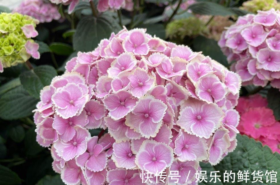 盆栽|夏天里这5种花,爱喝水是大水桶,每天浇水才能枝叶翠绿长势旺