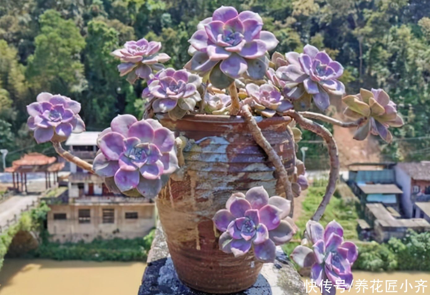 想养多肉不会养？5种多肉好养，给它时间，它会“惊艳”到你