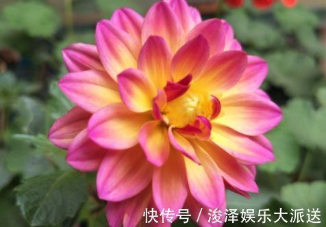 这几款花卉，养在家里，越冷开的越灿烂，四季繁花似锦，幽香四溢