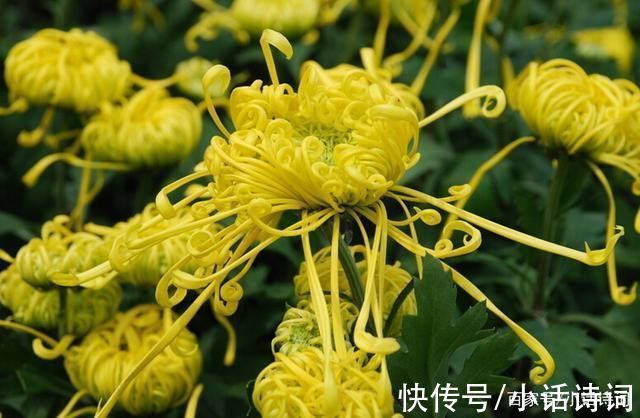 花篮图#戴复古在重阳节写下一首词,城市节日风光跃然纸上,读来耳目一新