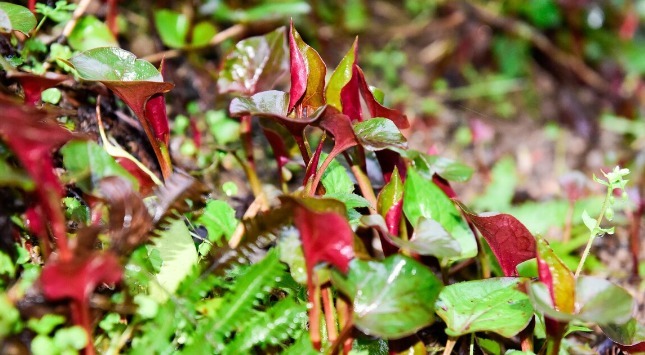 野菜|春天挖野菜,送你56种野菜大图片,带你见识不同的野菜和吃法