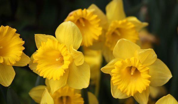 温度|7月8日开始,养花试试这几款,花期超级长,温度高就开花