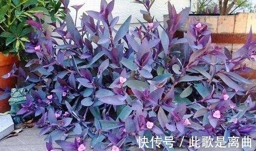 没人要的紫竹梅,也能养出高大上的感觉