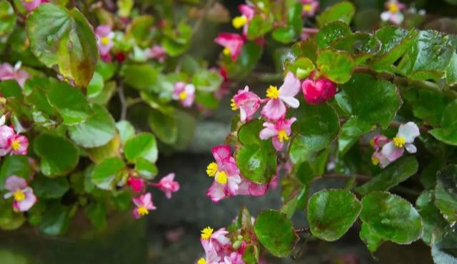 养花技巧粗生粗养也能四季开花！少养1种都觉得亏了