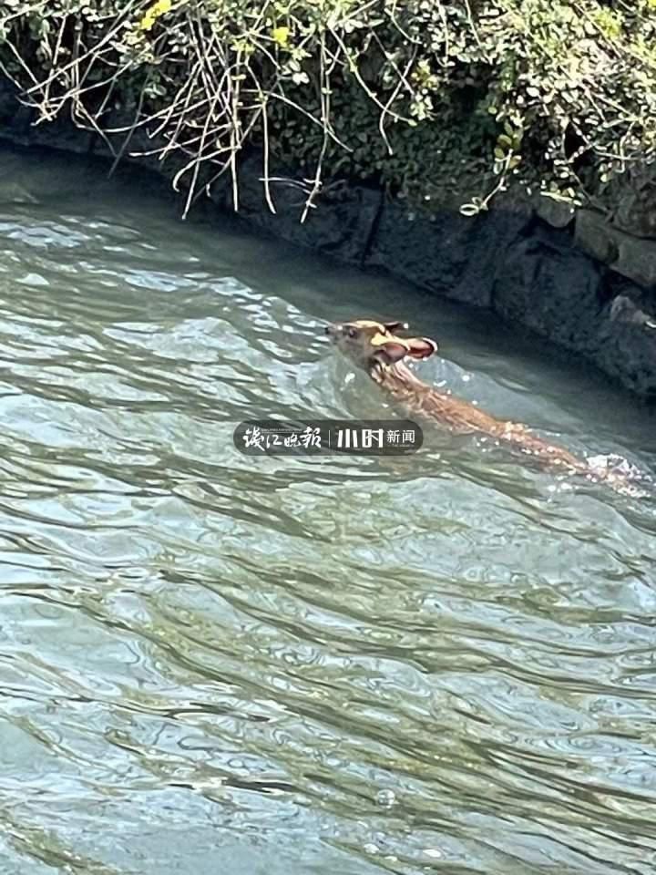 报到|她来了!就在西湖边!“西湖迷妹”第二年报到,游泳、驻足、漫步,画面太美