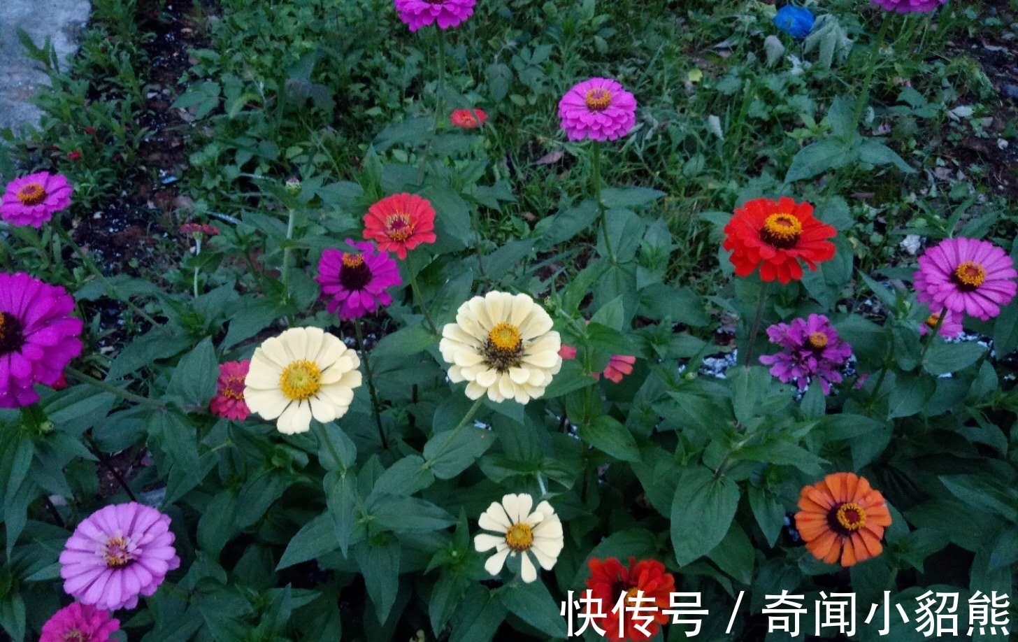 生命力|名字是草却是花,你认识这种植物吗?