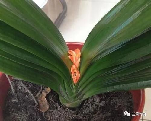 君子兰怎么养：君子兰锈斑病怎么处理，施肥涂药换盆土
