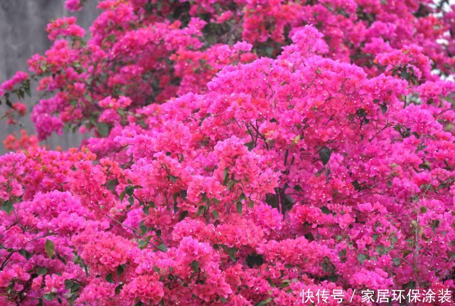 谁见了都喜欢的“4种花”,开花大又香,开出一片花海