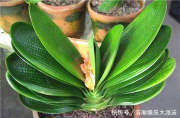 昼夜温差|专业应对君子兰夹箭技巧,3天抽箭开花,简单粗暴又有效