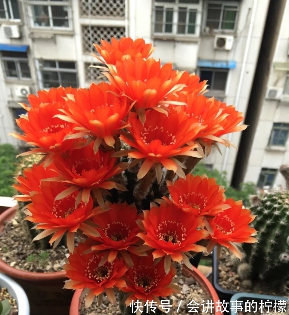 长寿花|5种“漂亮花”,喜欢毒日头,晒晒太阳,直接爆花快