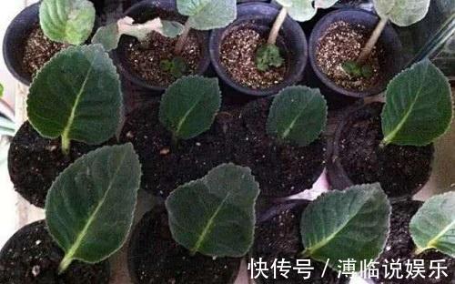 家里有着6种花赚了!自己在家扦插,不花钱轻松变出好几盆