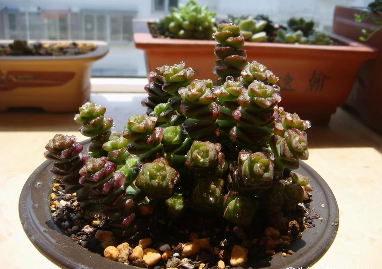 多肉植物|3种“不起眼”的多肉,原本无人问津,后期成网红抢手货,抢着要