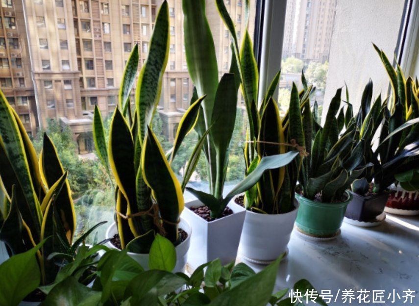 烂根|养花高手都嫌虎皮兰好养费盆,新手却养不好,因为2点操作不一样