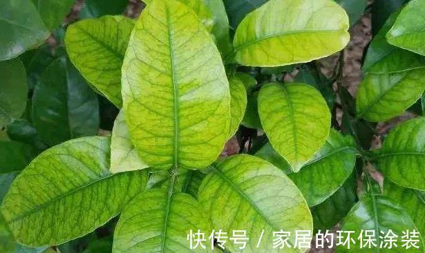 ph值|铁肥的作用和使用方法,知道后会受益良多