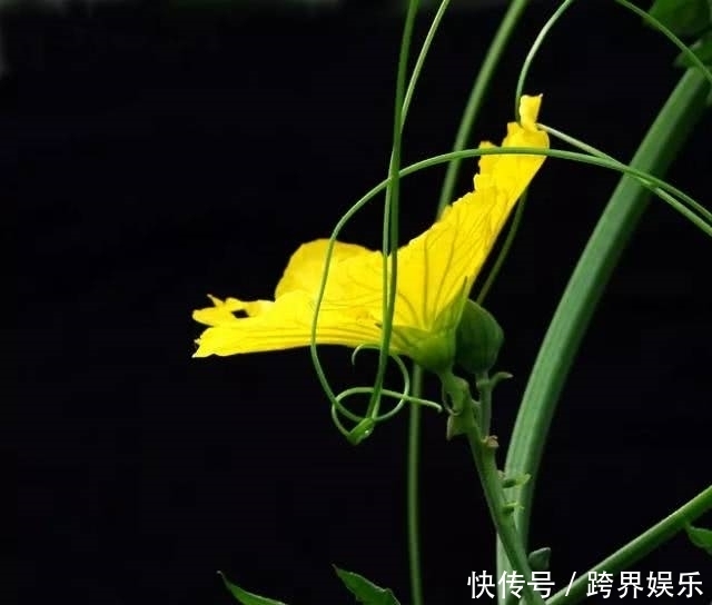 丝瓜全身是药,丝瓜19个鲜为人知的功效都在这里!