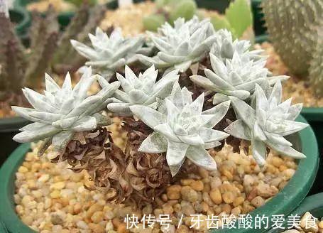 仙女杯的养殖方法和注意事项,做好这些基础,植株健康生长旺盛