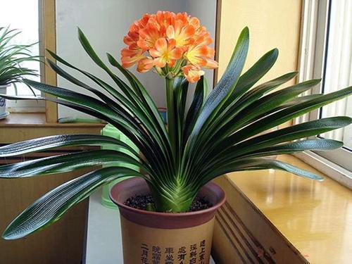 君子兰依赖“2种水”,半月浇一次,叶片四季肥厚,开花多不夹箭