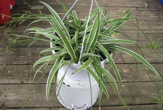 年轻人养花必备技能4个简单小技巧,让小白轻松掌握盆栽要领