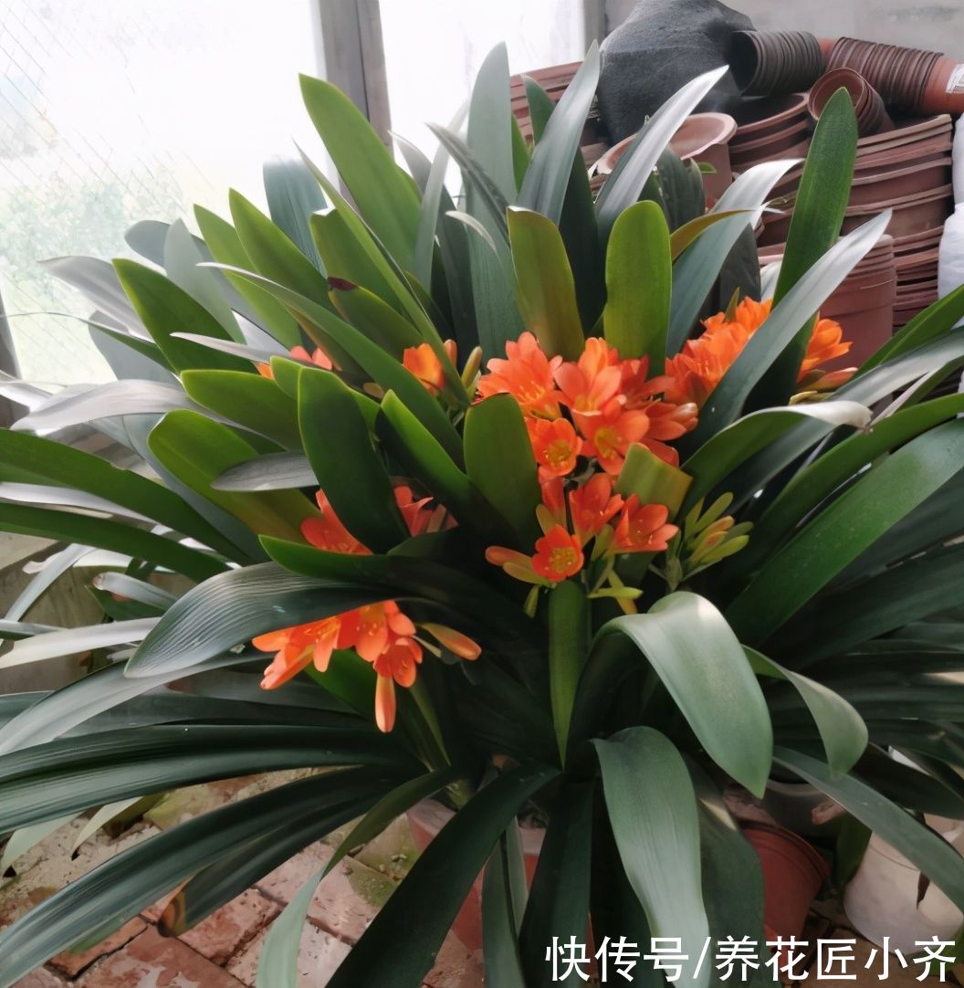 温度越来越高，了解君子兰夏季“3怕”，避免叶子油绿，不再烂根