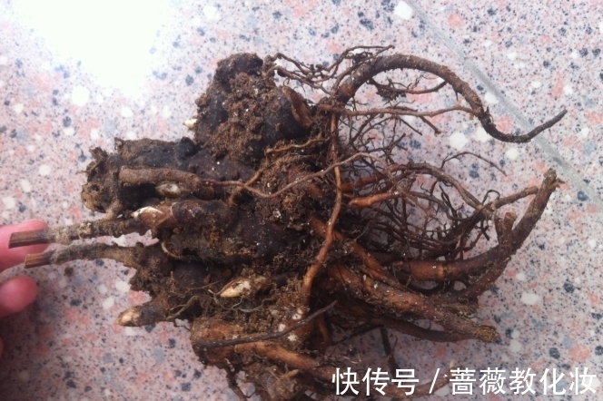 6种花草根本不值得花钱,老花匠良心总结,被骂也要公布