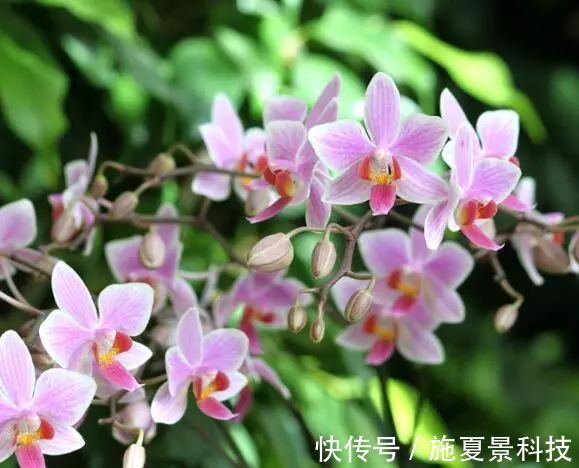 此花是君子的象征,也形容女子的优雅气质,是高雅的花