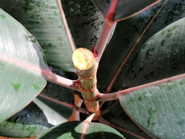 叶子|嫌花长的丑，趁现在砍头，满盆都是新叶子！