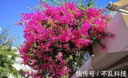 2种漂亮花,别再花钱买,去邻居家剪个枝,插土里易成活!