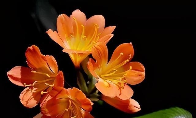  开花|4年都不开花的君子兰，没花一分钱，我让它开花了