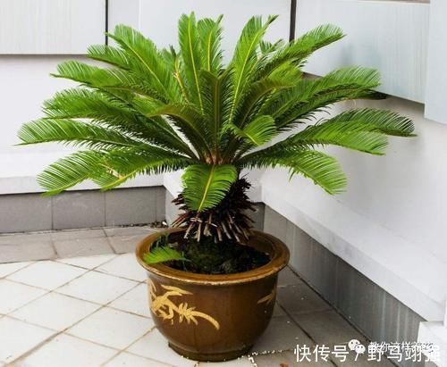 金钱树|太省心的花,1个月浇一次就行,叶子长的还超旺盛!