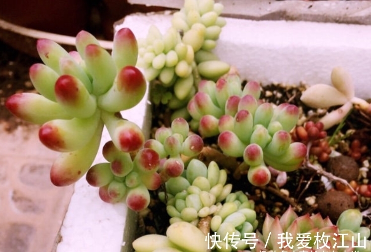 用泡沫箱来养多肉老桩?只要我们把细节做好,同样可以养出状态来