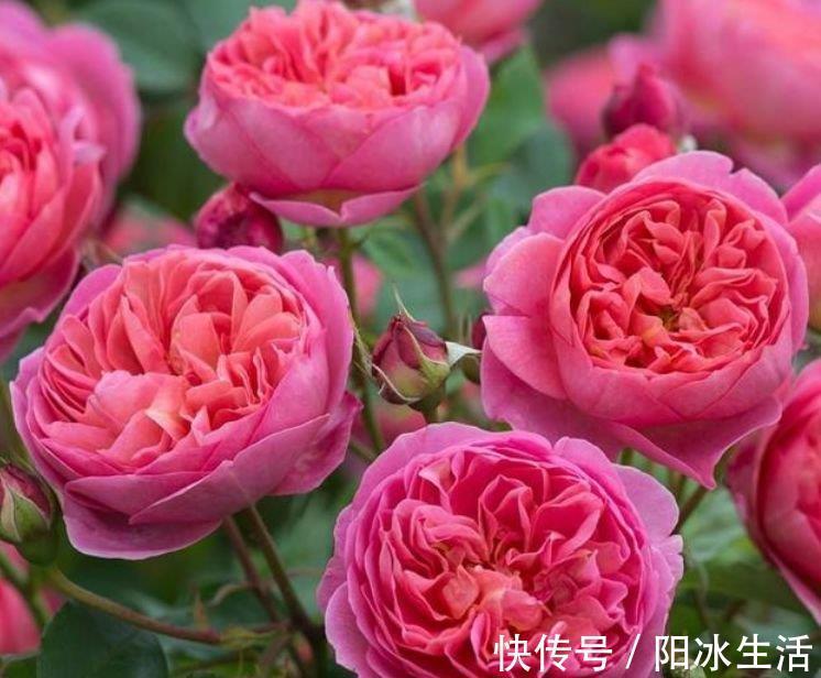 人养花,花也养人,4种花最适合养家里,好养不占地,烂漫迷人!