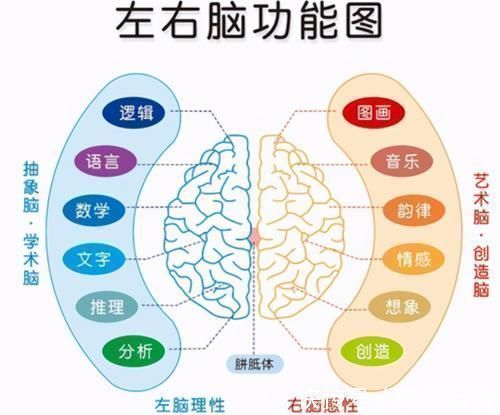 益智游戏|右脑发达的孩子,大多有以下特征,日后多半是学霸的“苗子”