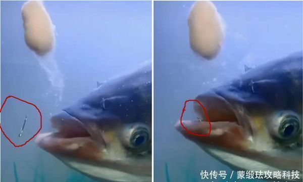  窝点中|手竿钓鲢鳙的4大秘诀，常用这些老招数，鲢鳙就是最好钓的鱼