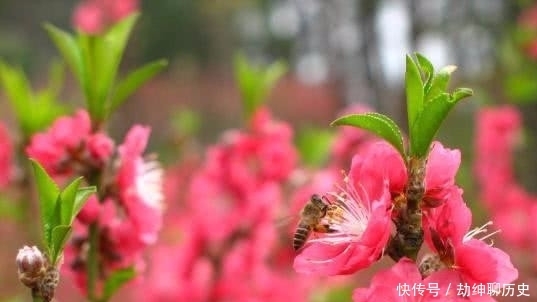 蓼茸蒿笋|苏轼的这首词看似在描写风景,其实更多的是表达了一种人生态度!