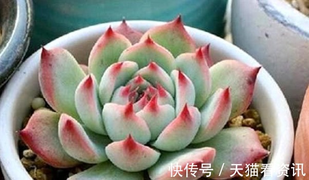 光照|这样给多肉晒太阳,难怪你养一盆死一盆,现在看还不晚!