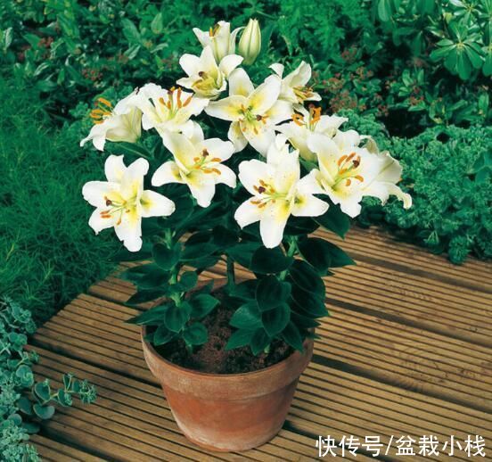 font-size|百合花盆栽好养吗？什么细节该注意？喜欢百合花的看过来