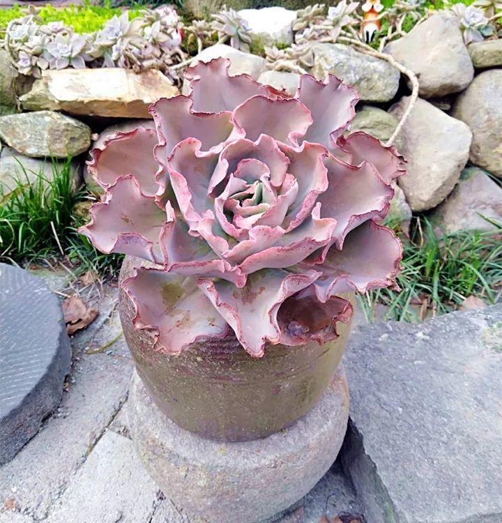 他用菜坛子种多肉，1分不花，呼呼长成“大米饭”！