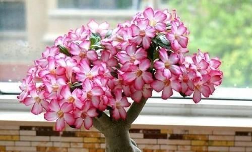  花美赛|4款花又美又香，好养易管理，花美赛牡丹，年年复花，是盆栽佳物