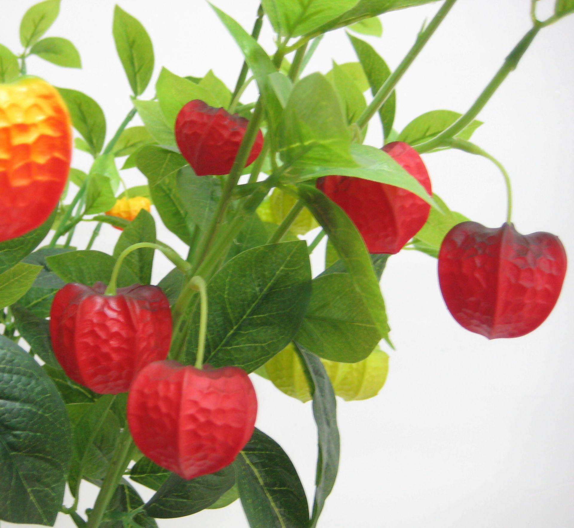 灯笼果|常吃灯笼果对人体有2大好处，如此吃血压正常了，血脂也不高了