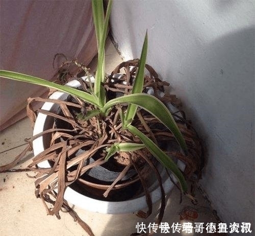 养护|此5种花“最怕冻”,冬至过后,搬入“室内”好过冬,不然剩空盆