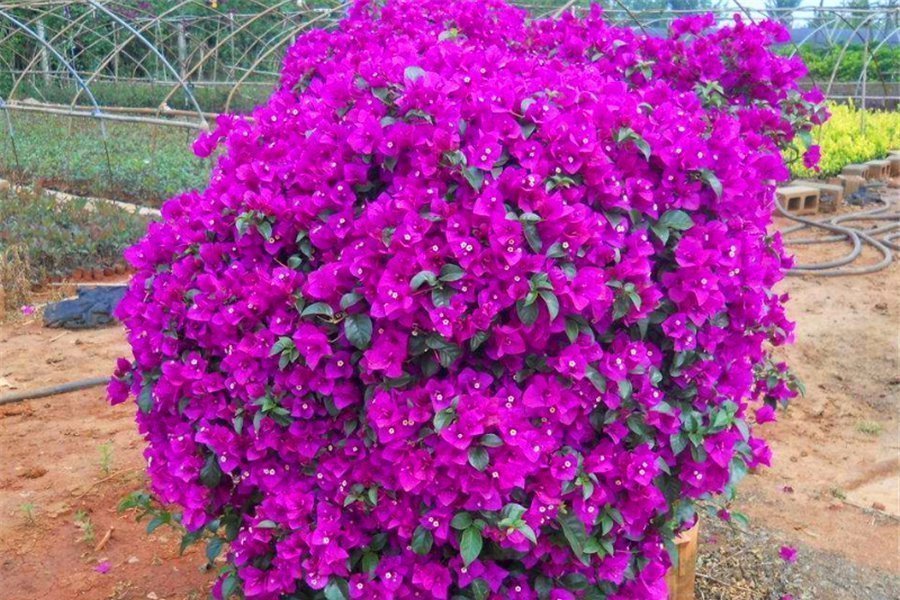 枝繁叶茂|三角梅有“4怕”,难怪枝繁叶茂不开花,学会了花朵多得压弯枝头