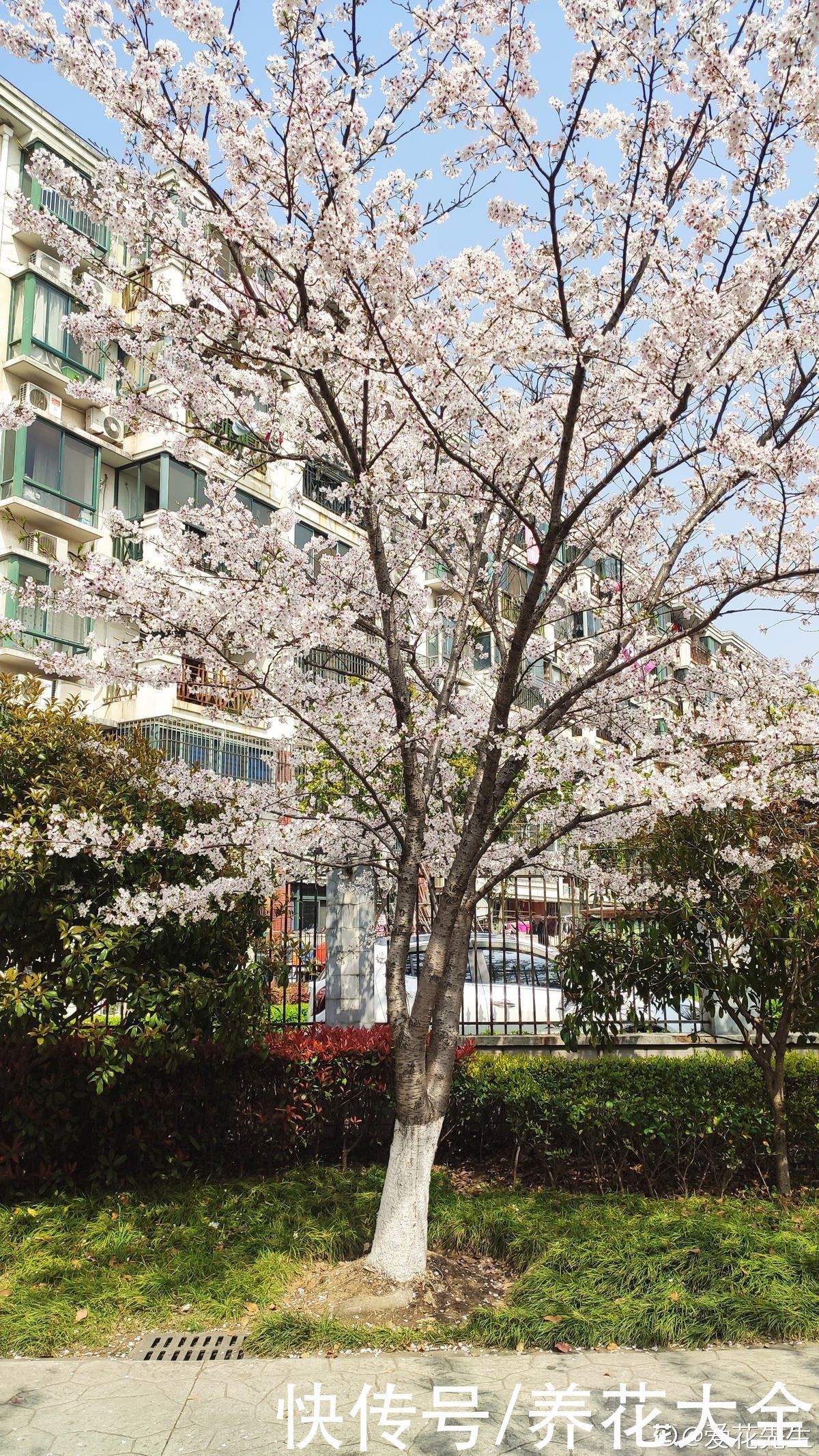 农村人的院子超上档次,种花不在多,关键是选好品种