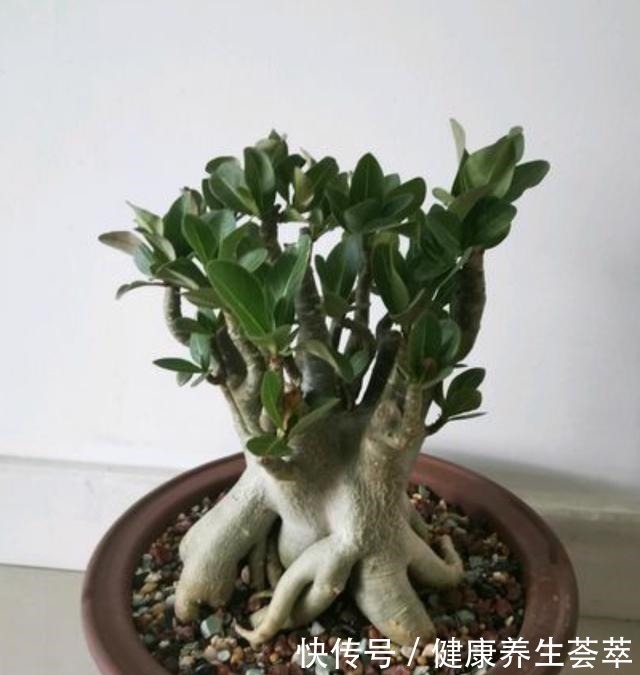 这三种植物烂根了别扔掉,简单几步促新根,又是一盆健壮的植株!