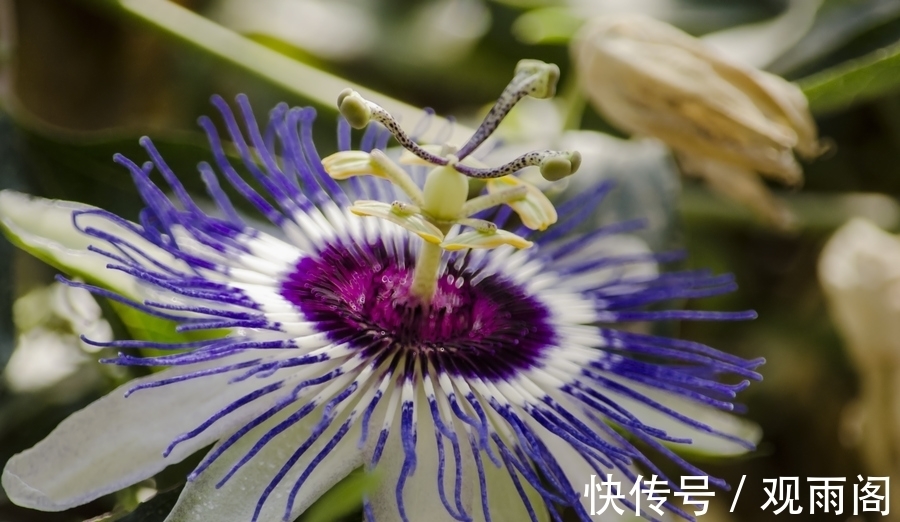 此花朝开幕落奇特无比,早上开晚上闭同开同谢,是富贵之花