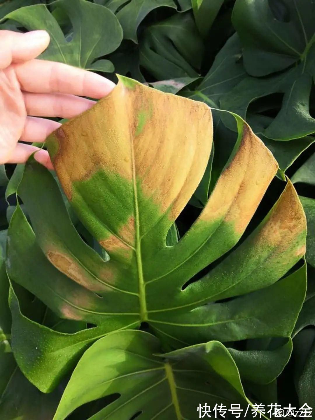 10种“怕晒花”，越晒死越快，半阴地儿反倒长得旺